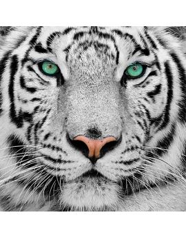 Tiger Face