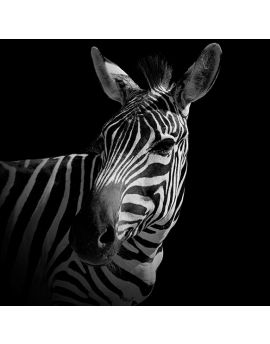 Zebra On Black Background