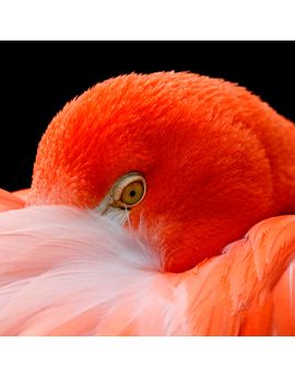 Eye Of Flamingo