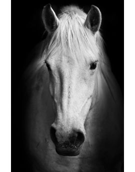White Horse's Black And White Art Portrait