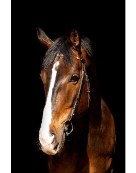 Bay Horse