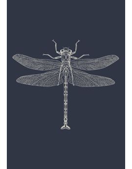 White Dragonfly On Blue Background