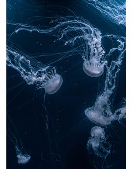 Transparent Jellyfish In Underwater World