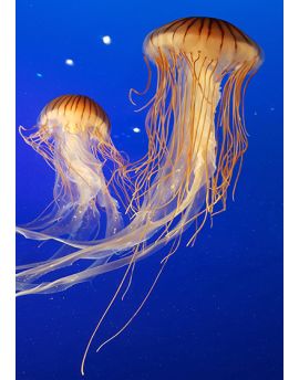 Jellyfish With Long Tentacles