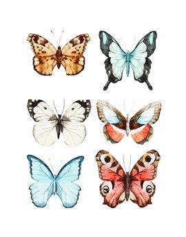 Six Multi-Colored Butterflies