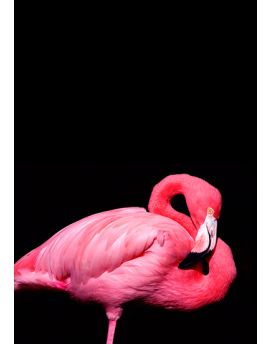 Sleeping Flamingo