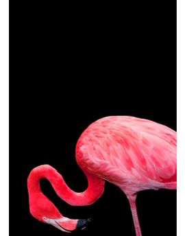 Neck-Bending Flamingo