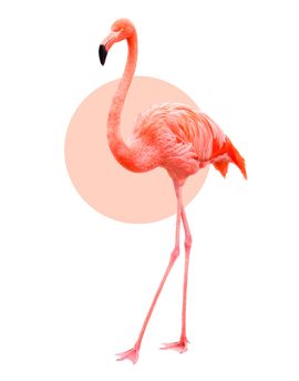 Flamingo Pose