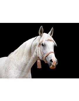 White Horse With Spots