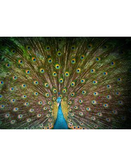Peacock Bloom