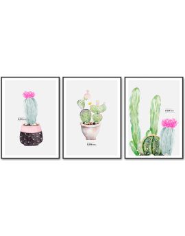 Pots Of Cactus In Bloom