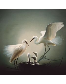 Egret Family