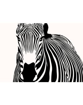 Front View Of Zebra