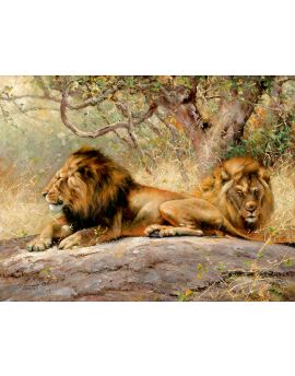 Male Lions