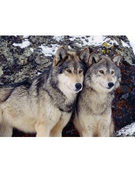 Wolves