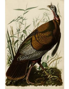 Plate 1. Wild Turkey by John James Audubon