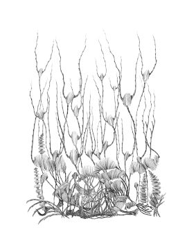 Twigs By Mai Ping