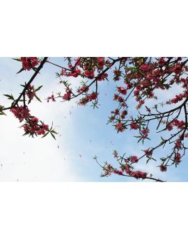 Pink Peach Blossoms By Wang Peiguang