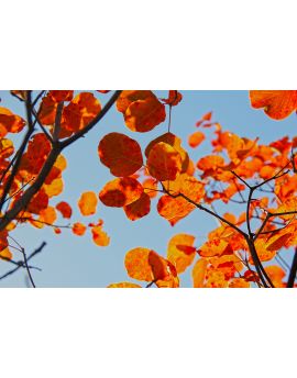 Red Leaves By Wang Peiguang