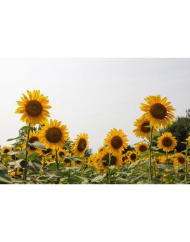 Summer Days In Bloom By Wang Peiguang