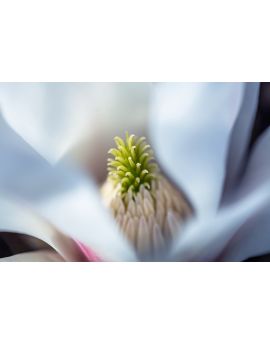 Flower Pistil By Chen Ming