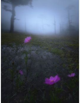 Morning Mist Of Wetland By Du Wuchao