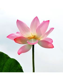Slim And Graceful By Lai Jingfu