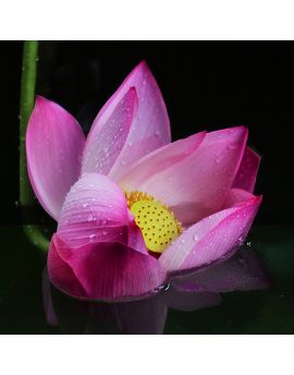 Pink Lotus After Rain By Lai Jingfu
