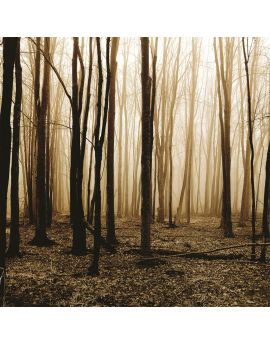 Woods In Morning Mist