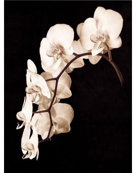 Orchid