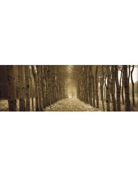 The Shimmering Forest