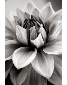 Full Bloom