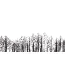 Tall And Upright Trees