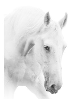 White Horse