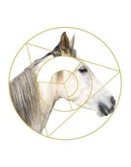 White Horse Facing Right