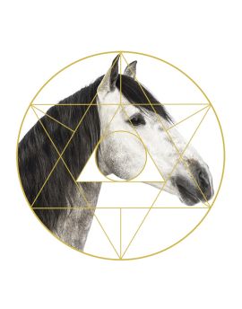 White Horse Head With Black Mane