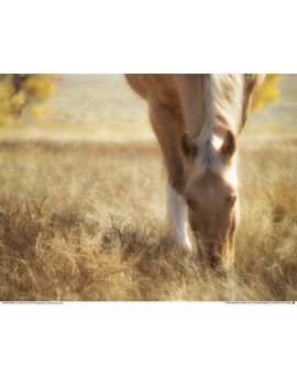 Horse In Grass