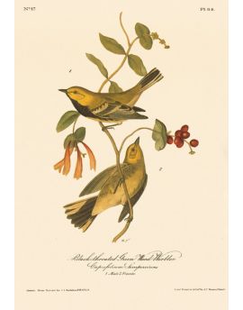 Black-Throated Green Wood Warbler