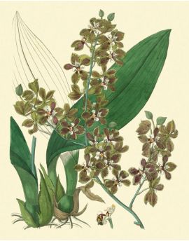 Brown Orchids