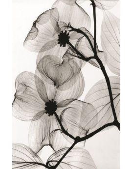Dogwood Blossoms