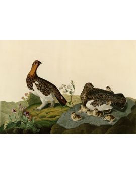 Willow Grouse Couple