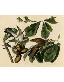 Birds Playing In Pawpaw Tree