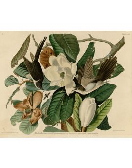 Birds Playing In Magnolia Flowers