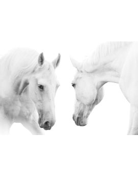 Two White Horses