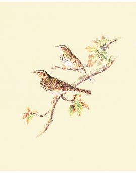 Two Brown Birds Singing