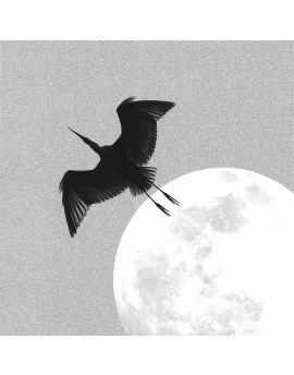 A Flying Crane