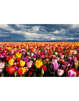 Tulip Fields