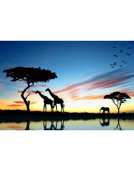 Giraffes On The African Plains At Sunset