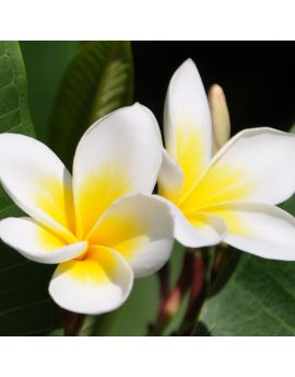Frangipani