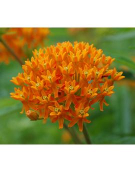 Milkweed